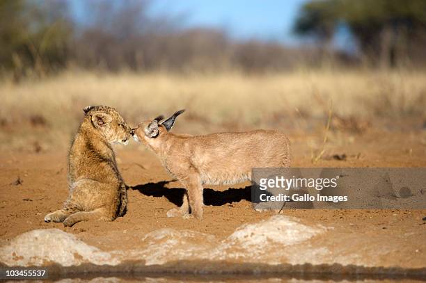 lion cub (panthera leo) and caracal (felis caracal) nose to nose, namibia - caracal photos et images de collection