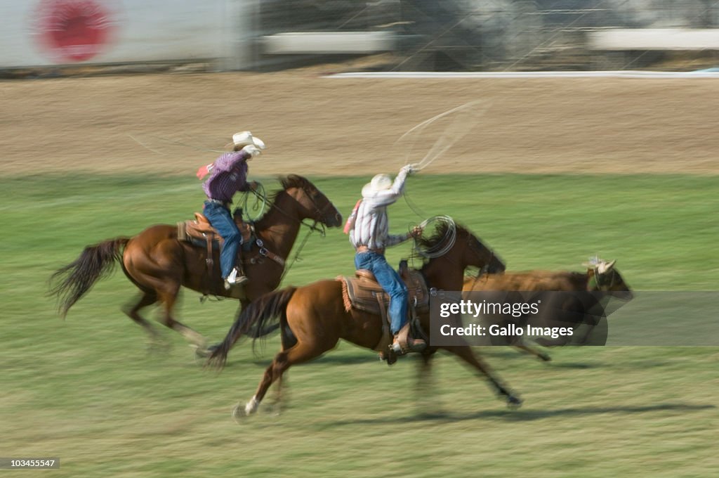 Steer roping, Pendleton, Oregon, USA