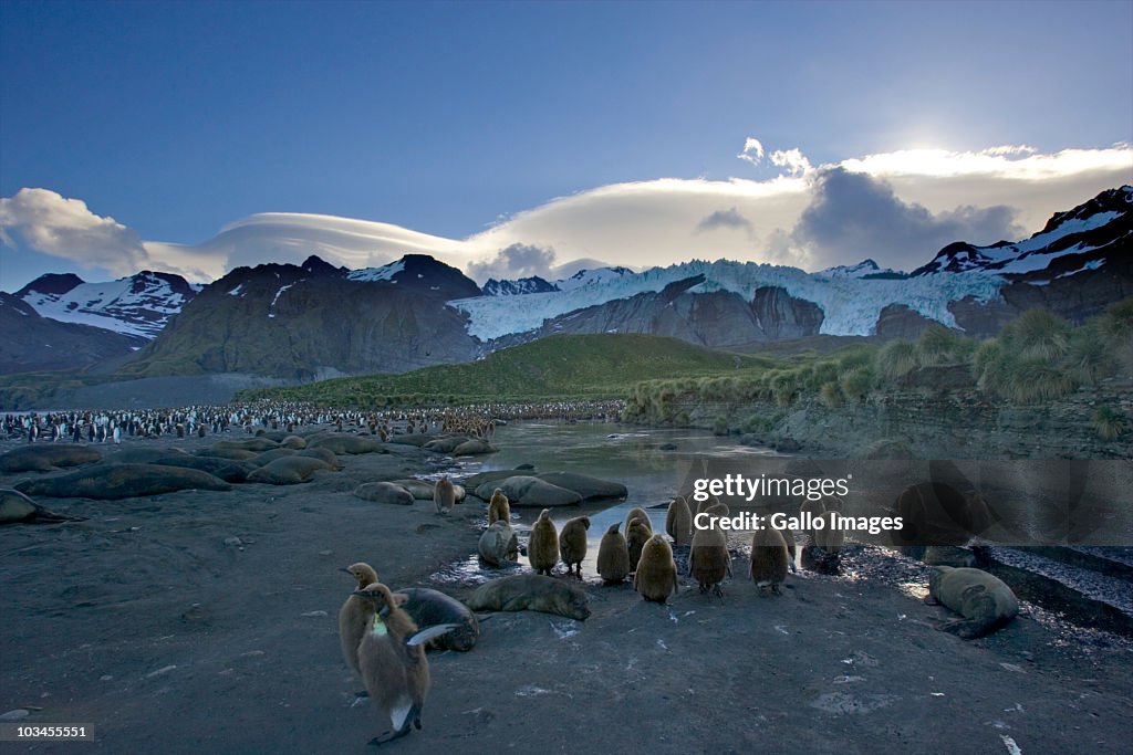 Colony of King Penguins (Aptenodytes patagonicus), Gold Harbor, South Georgia Island, Southern Atlantic Islands, Antarctica