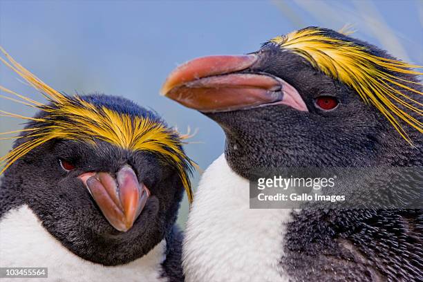 close-up of two macaroni penguins (eudyptes chrysolophus), cooper bay, south georgia island, antarctica - south georgia island fotografías e imágenes de stock