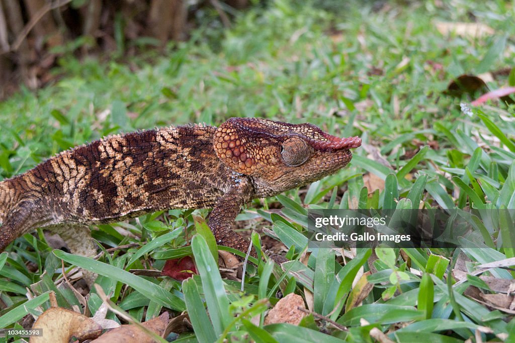Young Oustalets Chameleon (Furcifer oustaleti), Madagascar
