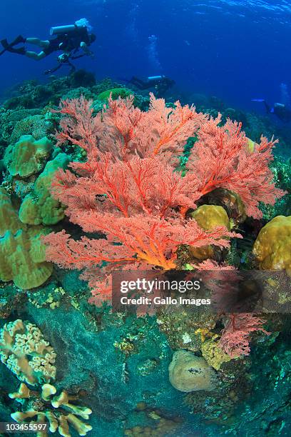 underwater view of red sea fans (melithaea sp.), scuba divers in background, komba island, flores sea, indonesia - gorgonia sp stock pictures, royalty-free photos & images