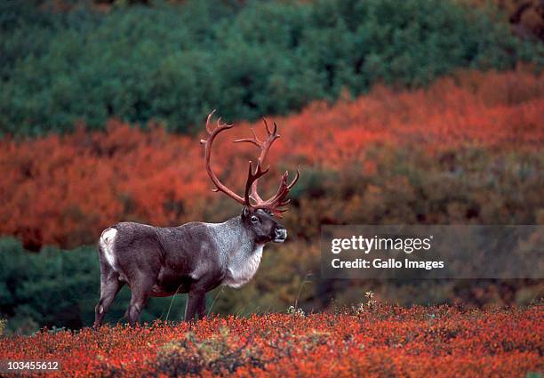 barren ground caribou bull (rangifer arcticus) on tundra in september, denali national park, alaska, usa - reindeer horns stock pictures, royalty-free photos & images