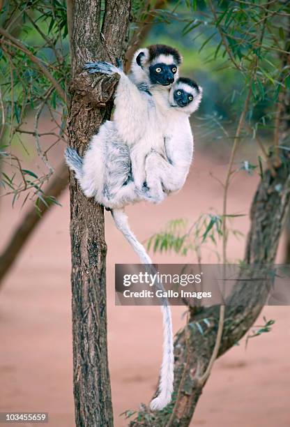 verreauxs sifaka (propithecus verreauxi) with baby, berenty lemur reserve, madagascar - sifaca de verreaux imagens e fotografias de stock