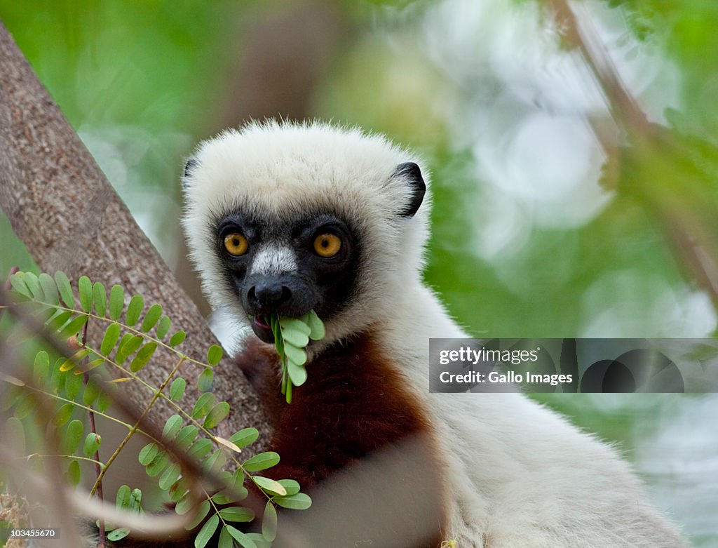 Coquerels Sifaka (Propithecus coquereli) eating leaves, Ampijoroa, Ankarafantsika Reserve, Madagascar