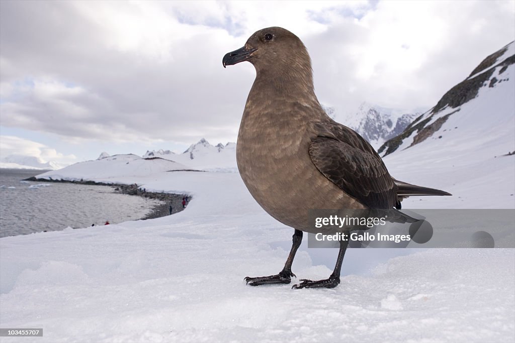 Side view of Skua, Paradise Bay, Antarctica
