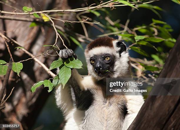 verreauxs sifaka (propithecus verreauxi) eating leaf, berenty lemur reserve, madagascar - sifaca de verreaux imagens e fotografias de stock