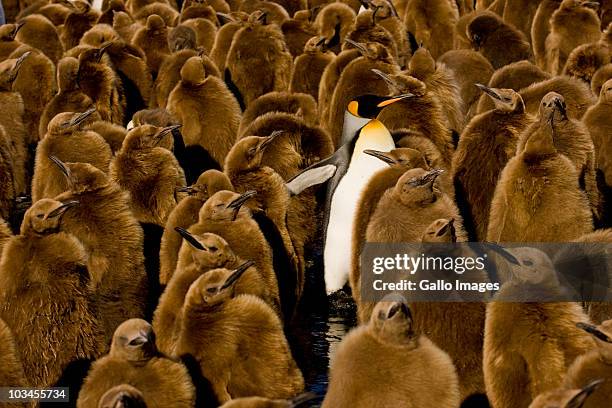 one adult king penguin (aptenodytes patagonicus) amongst colony of chicks. gold harbor, south georgia island, southern atlantic islands, antarctica - standing out from the crowd animal stock pictures, royalty-free photos & images