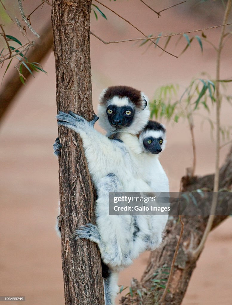 Verreauxs Sifaka (Propithecus verreauxi) with baby, Berenty Lemur Reserve, Madagascar