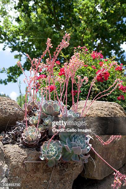 hen and chicks plant (sempervivum tectorum), hunter valley, new south wales, australia - houseleek stock pictures, royalty-free photos & images