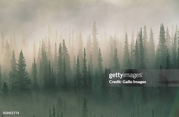 spruce trees in morning fog, denali national park, alaska, usa - tierra salvaje fotografías e imágenes de stock