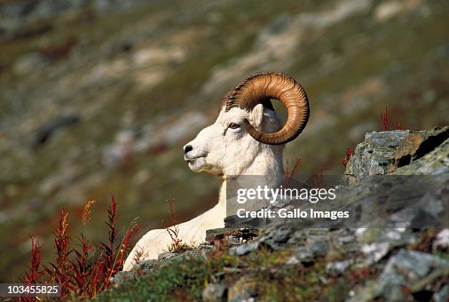 Dall Sheep ram, Denali National Park, Alaska, USA Dall Sheep ram, Denali National Park, Alaska, USA