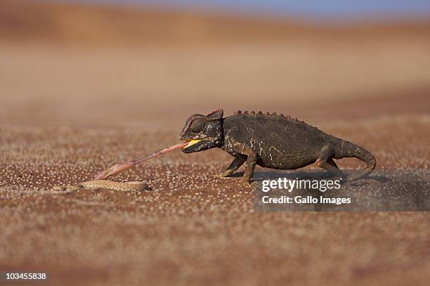 namaqua chameleon (chamaeleo namaquensis) catching peringueys adder (bitis peringueyi), namib desert, namibia - peringueys adder stock pictures, royalty-free photos & images
