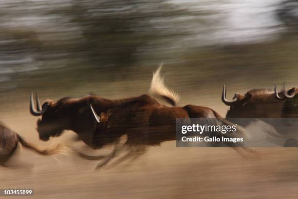 black wildebeest, connochaetes gnou, herd  with juveniles running in grassland at edge of bushveld, side on, slow shutter. klipriviersberg nature reserve, mondeor, johannesburg, south africa. - op hol slaan stockfoto's en -beelden