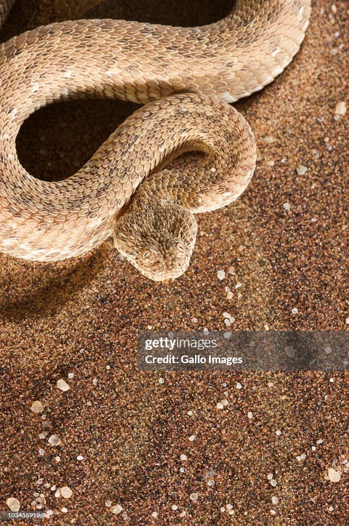 Close-up view of Peringueys Adder (Bitis Peringueyi), Namib Desert, Namibia