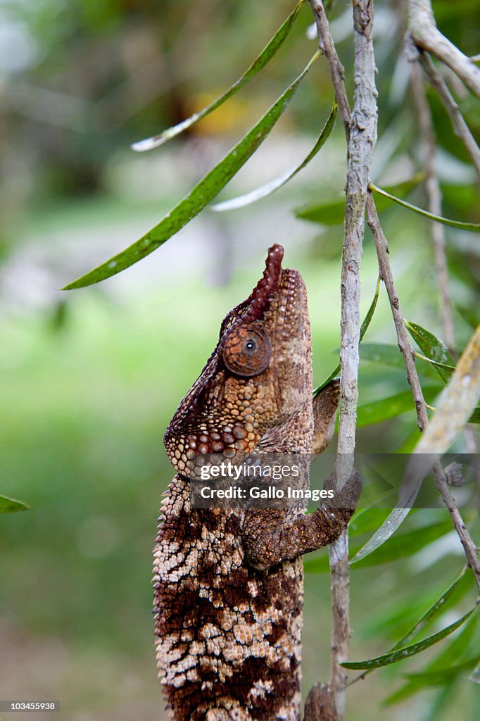 Young Oustalets Chameleon (Furcifer oustaleti) climbing up twig , Madagascar