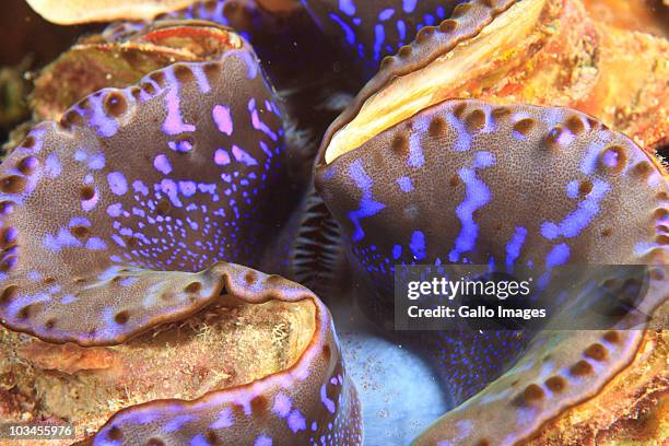 giant clam mantle (tridacna gigas), northern huvadhu atoll, southern maldives, indian ocean - giant clam stock pictures, royalty-free photos & images