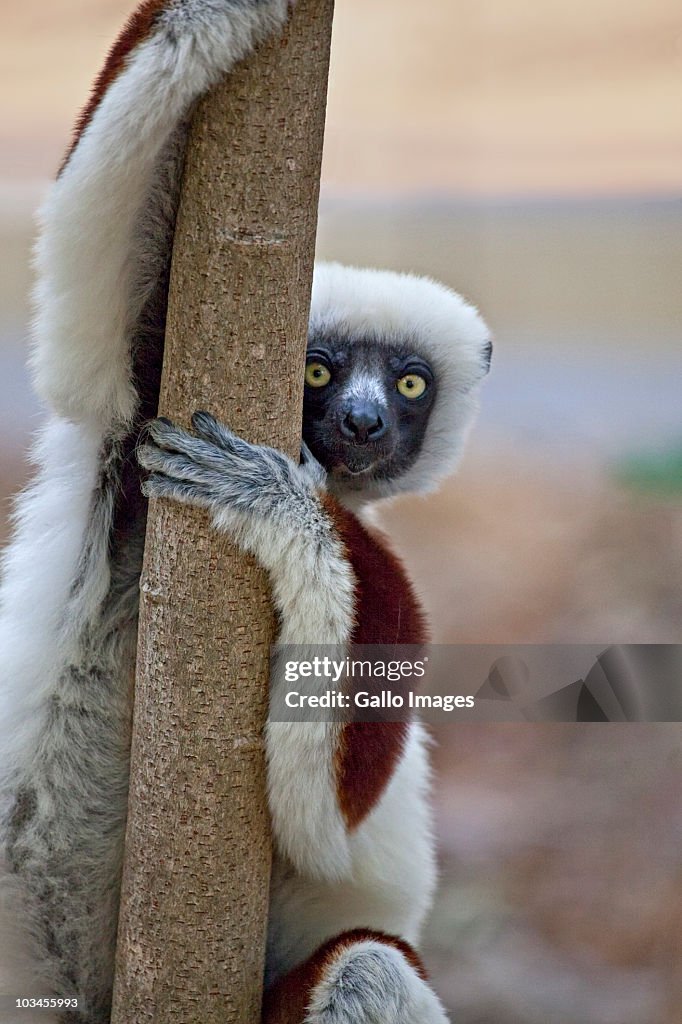 Coquerels Sifaka (Propithecus coquereli) hanging on tree, Ampijoroa, Ankarafantsika Reserve, Madagascar