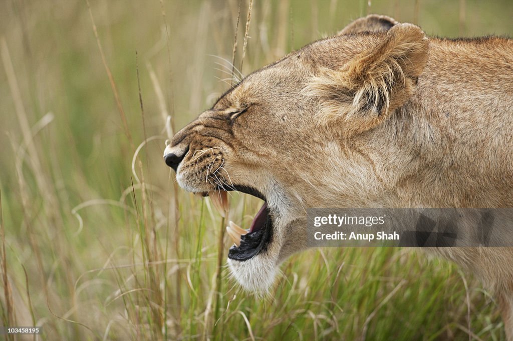 Lioness snarling head profile portrait