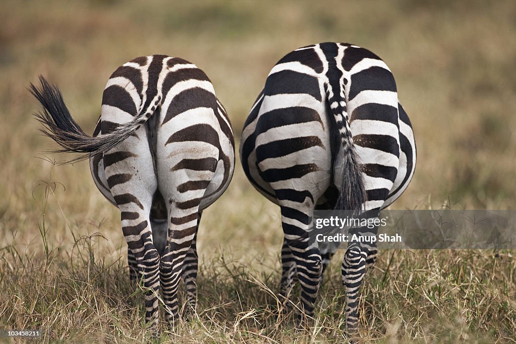 Common or Plain's Zebra pair feeding - rear view