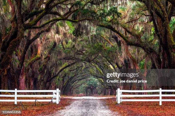 wormsloe, savannah, georgia, america - savannah georgia 個照片及圖片檔