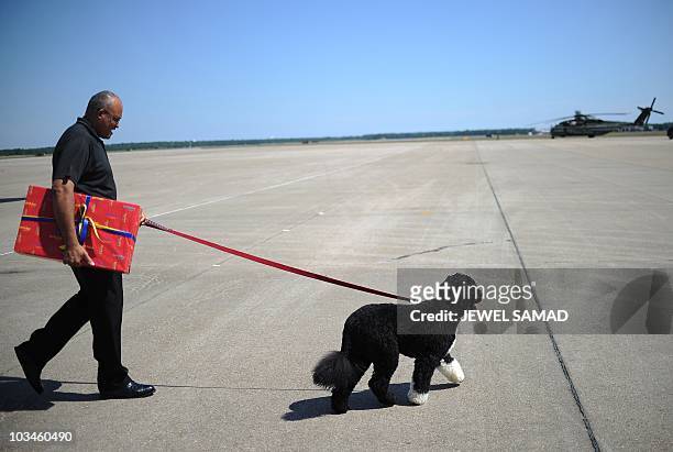 White House staff walks First Dog "Bo" as President Barack Obama lands at the Cape Cod Coast Guard Air Station in Cape Cod, Massachusetts, on August...