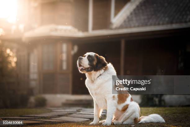 perro sentado frente a una casa - san bernardo fotografías e imágenes de stock