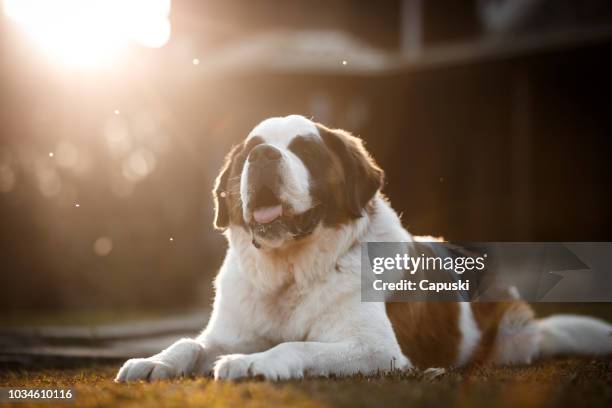 hund liegend dow vor einem haus - bernhardiner stock-fotos und bilder