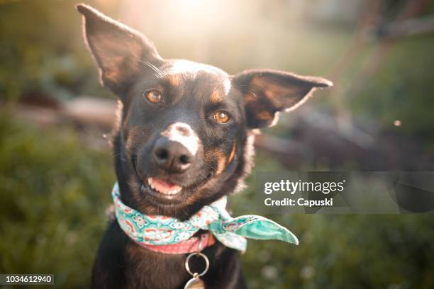 retrato al aire libre de perro mutt negro - adopción de mascotas fotografías e imágenes de stock