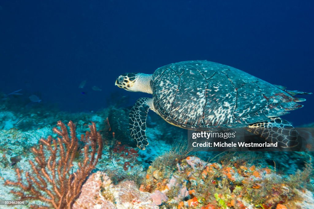 Endangered Hawksbill Turtle, Mexico