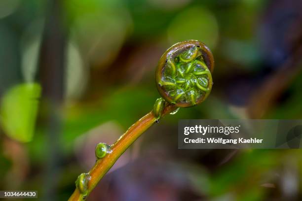 Close-up of a fiddlehead ferns growing in the cloud forests at Mindo, near Quito, Ecuador.