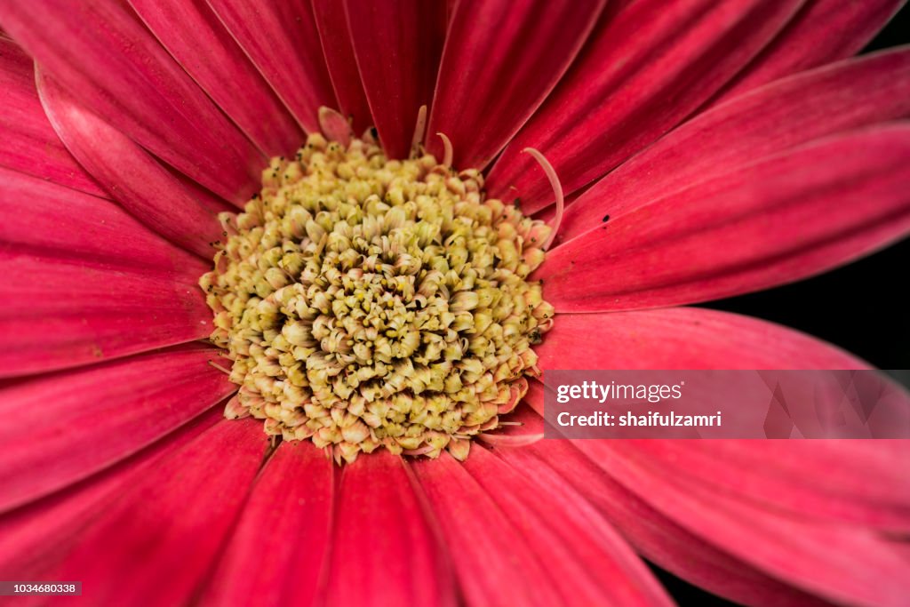 Gerbera daisy - annual flowers with colourful daisy-like flowers that sit atop long slender stems. Blooming throughout the summer months.