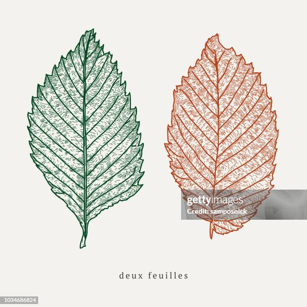 autumn leaves - leaf veins stock illustrations