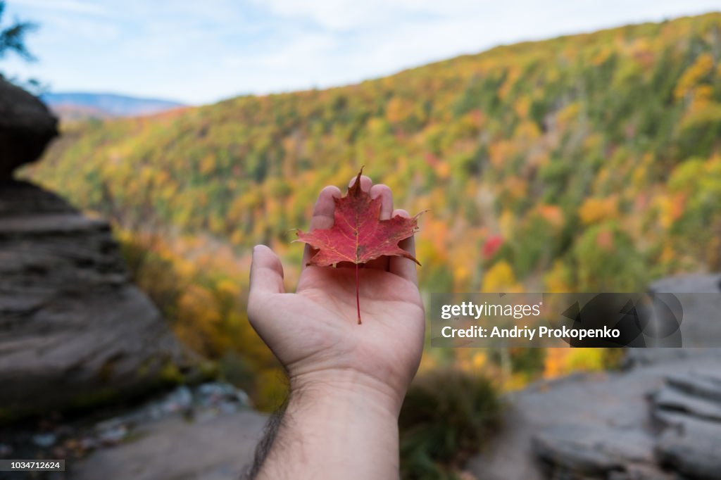 Hand holding a red maple leaf