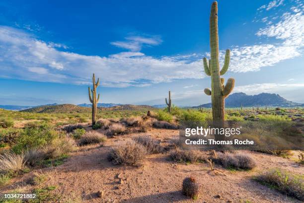 three saguaro cacti in the arizona desert - arizona fotografías e imágenes de stock