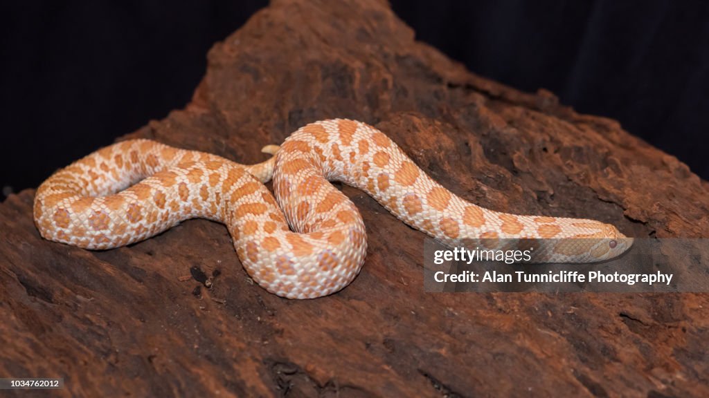 Albino western hognose snake