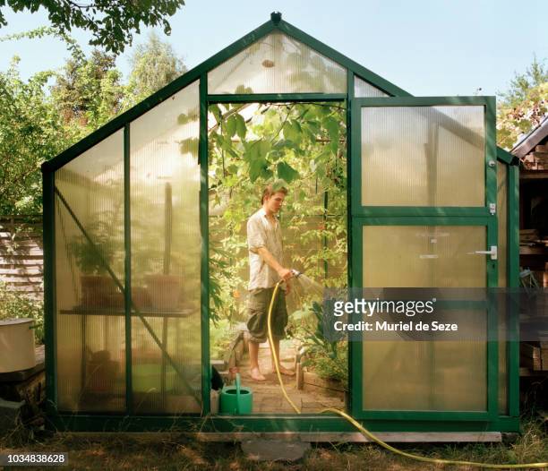 young man watering plants in green house. - greenhouse foto e immagini stock