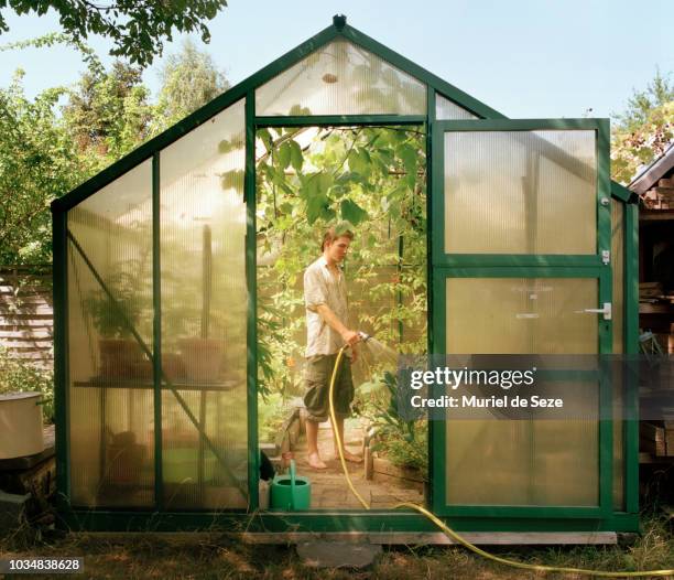 young man watering plants in green house. - greenhouse imagens e fotografias de stock