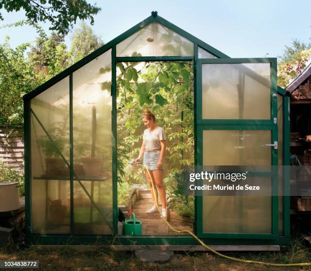 young woman watering plants in green house. - greenhouse foto e immagini stock