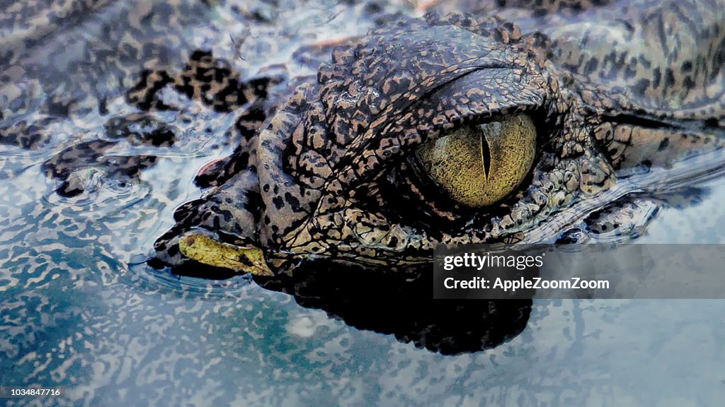 Krokodil-Auge im Wasser hautnah