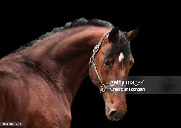 portrait of bay sportive horse at black background. - horse barn stock pictures, royalty-free photos & images