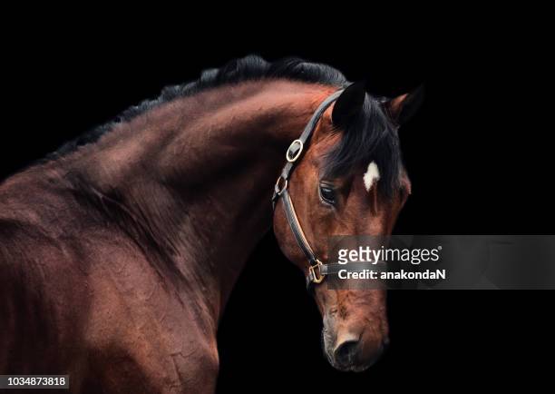 portrait of bay sportive horse at black background. - dressage stock pictures, royalty-free photos & images