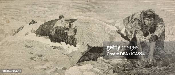 Dead whale on the coast of Bristol Bay, Alaska, United States of America, Lord Lonsdale's Travels in Arctic North America, engraving from The...