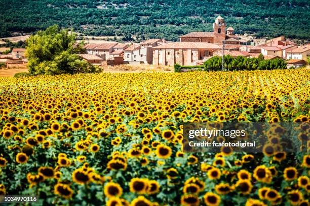 sunflower field with ancient village at background - soria province stock pictures, royalty-free photos & images