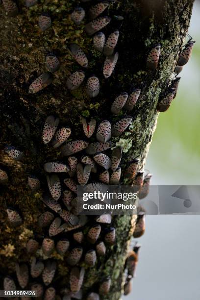 Spotted Lanternfly colonizes trees along a pathway on the banks of the Green Lane Reservoir, in Berks County, PA on September 16, 2018. A large...