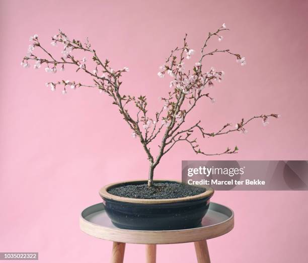 bonsai cherry tree in bloom - small tree stock pictures, royalty-free photos & images