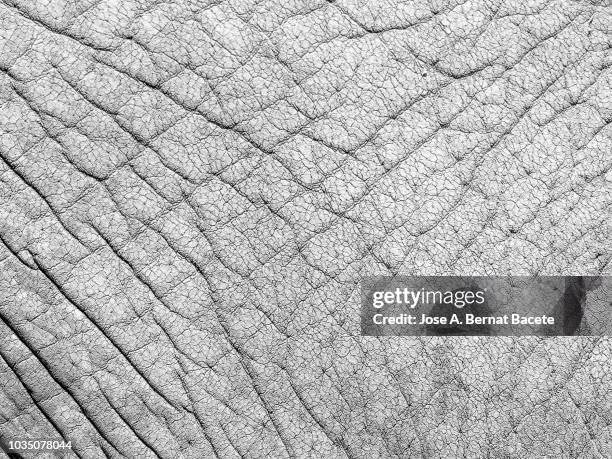 Elephant Skin Pattern Photos and Premium High Res Pictures - Getty Images