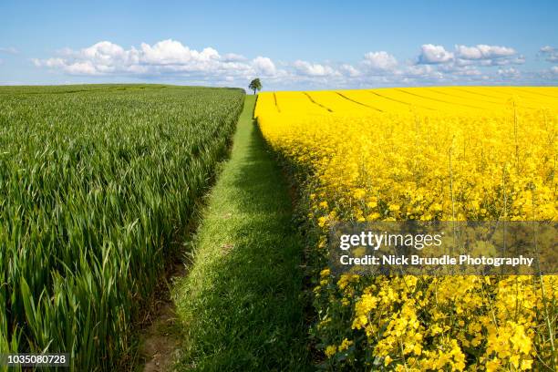 Rapre Tree Rape Trees Photos and Premium High Res Pictures - Getty Images