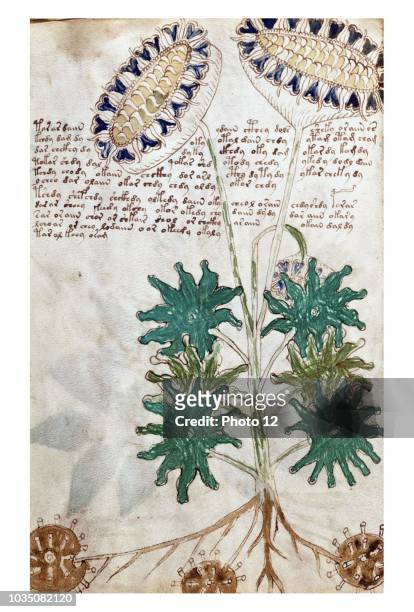 The Voynich Manuscript is considered by scholars to be most interesting and mysterious document ever found. Dated 16th century.