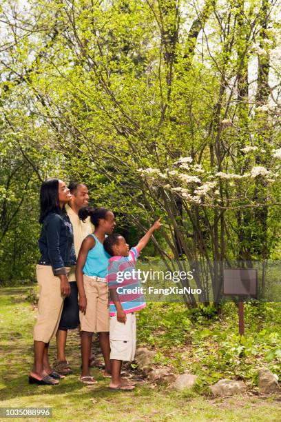 afrikanische familie zeigte auf baum am lehrpfad - us botanic garden stock-fotos und bilder